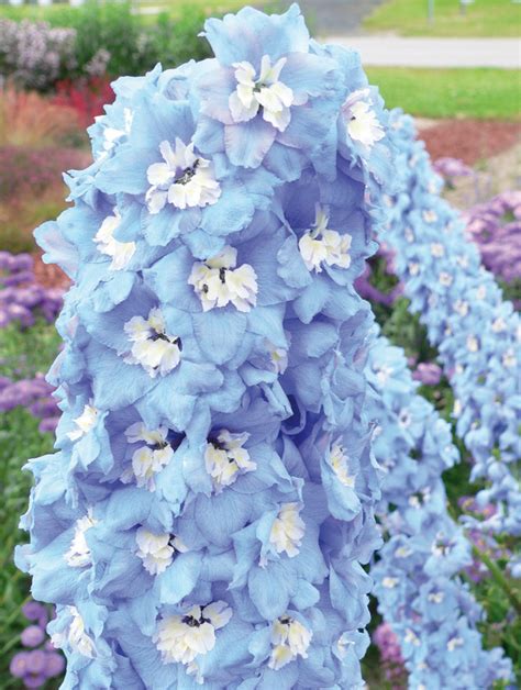 Showcasing the Elegance of Delphinium Magic Fountain Mid Blue with White Bee Seeds in Your Garden